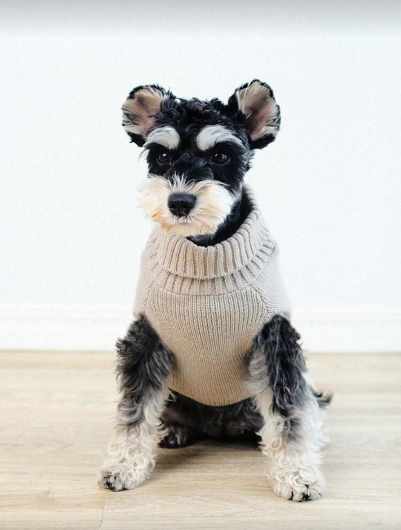Dog Knit Sweater